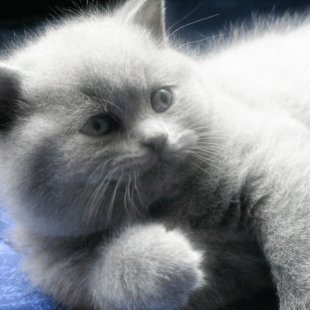 Smaidīgs plīša lācēns - vai ne?