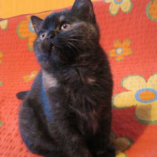 Melns ar krēmkrāsas plankumiņiem - kaķēns radoši domājošajiem